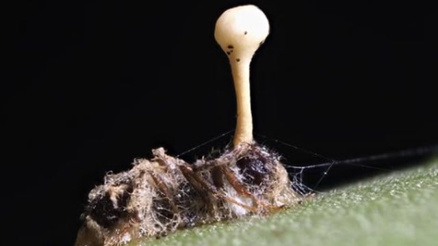 The grand finale of this biological horror show occurs when a fungal stalk erupts from the dead ant's head