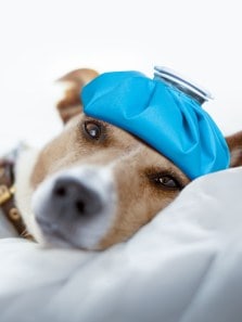 Could your dog have the flu? Know the signs