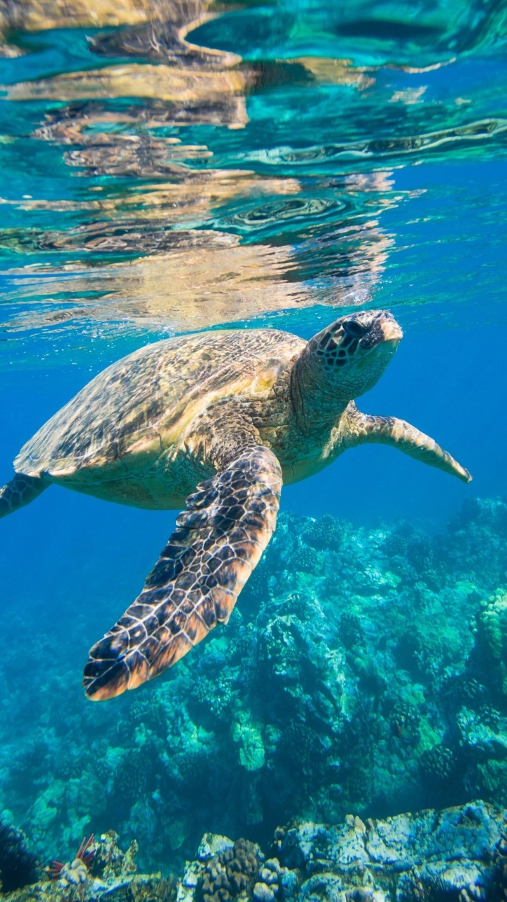 Sea turtle migration