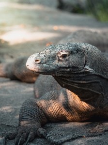 Who would win in a fight: Komodo Dragon or King Cobra?