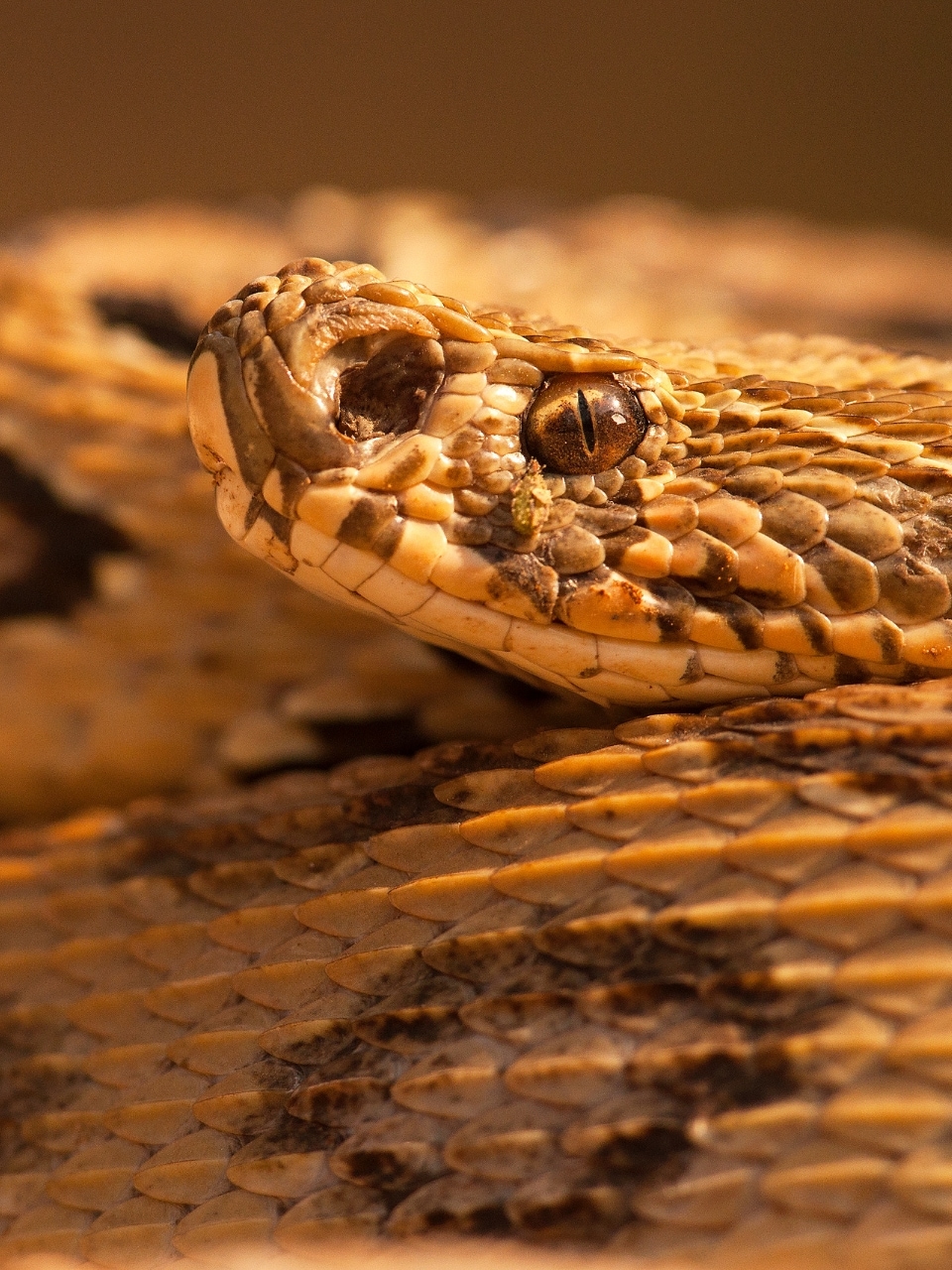 Which snake is more dangerous: King Cobra or Russell's Viper?