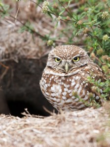 Burrowing animals and their diverse dwellings