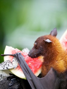 Sea Turtles to Fruit Bats: 9 migrations you must see