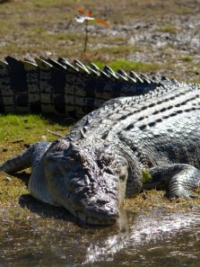 The 10 most terrifying predators on earth