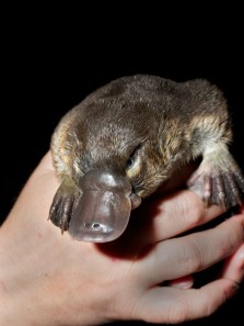 6 dangerous yet cute animals you should avoid