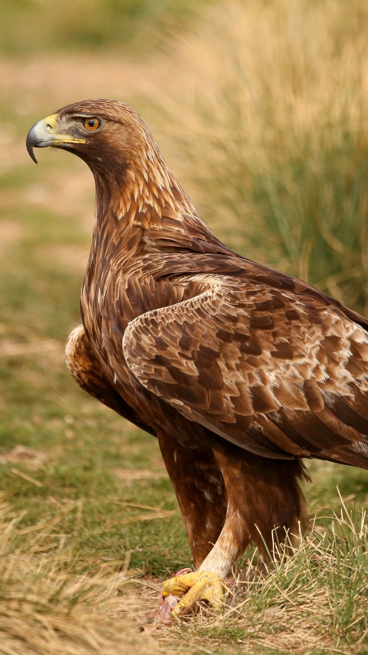 How fast in Golden Eagle