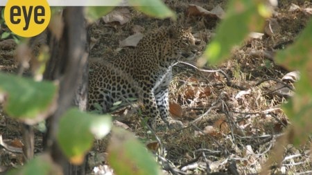 The leopard sitting perfectly camouflaged in the dappled cover, obviously waiting for its prey (Photo credit: Ranjit Lal)