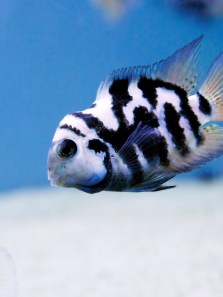 Seahorses to cichlids: Diverse examples of mouthbrooding