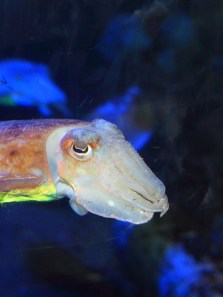 How animals see colour: From dogs to cuttlefish