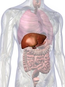 The truth about fatty liver and how to reverse it