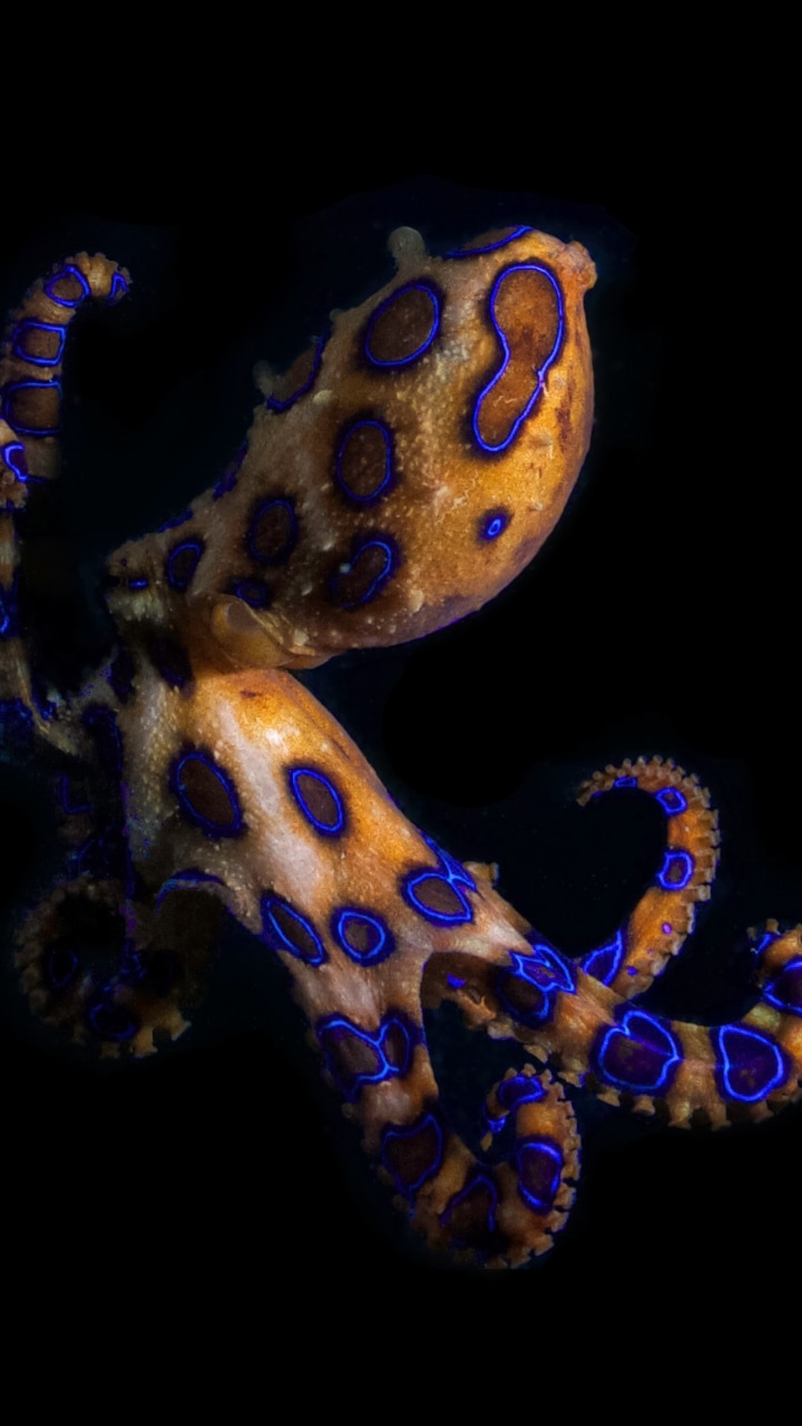 Blue-ringed octopus risk