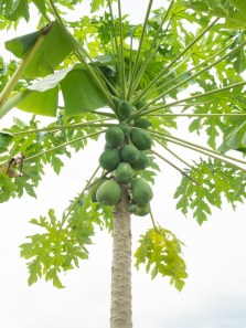 The surprising benefits and risks of papaya leaves