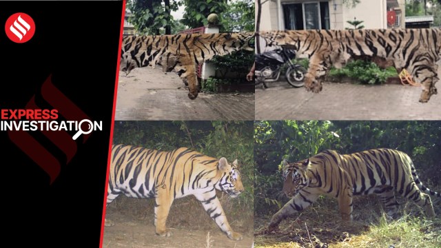 3 yrs, 100 tigers killed & counting: new-age poaching mafia taps tech, digital payments, hawala networks