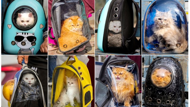 cats