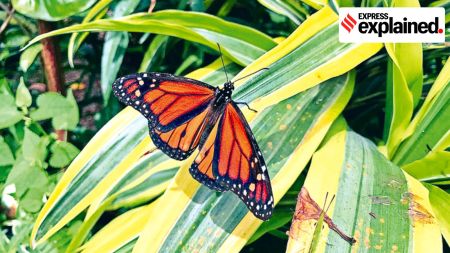 butterfly population, study on butterfly population, butterfly population study, insecticides, climate change, Butterfly, Indian express explained, explained news, current affairs