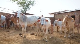 Of the 880 cow smuggling cases in the last three years, 127 came from Alwar and 180 from Deeg