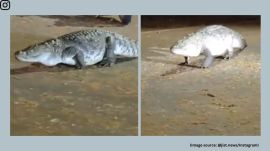 The Mumbai Range of the Thane Territorial Wing is currently monitoring the area (Image source: @jist.news)