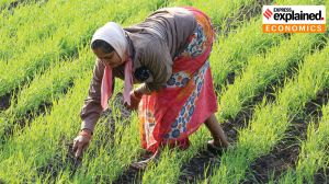 How India’s bioeconomy is faring, the road ahead