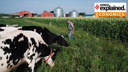 On a per capita basis, American farmers receive significantly more government support than their Indian counterparts. (Libby March/The New York Times)
