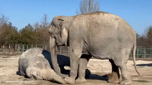 Elephant named Magda didn't let veterinarians approach her companion Jenny