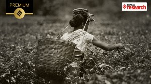 Women in Assam’s tea industry: Forced to pluck or left to perish