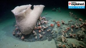 Why scientists were surprised to find life under Antarctic ice shelf