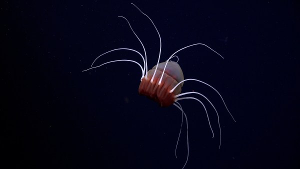 A helmet jellyfish