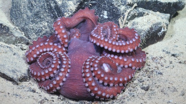 An octopus