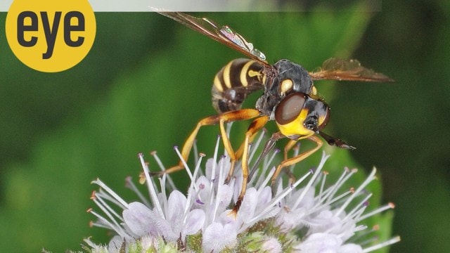 flies