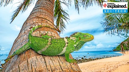 iguanas, iguanas evolution, University of San Francisco, University of San Francisco study iguanas, Indian express explained, explained news, current affairs