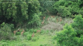 Kancha Gachibowli