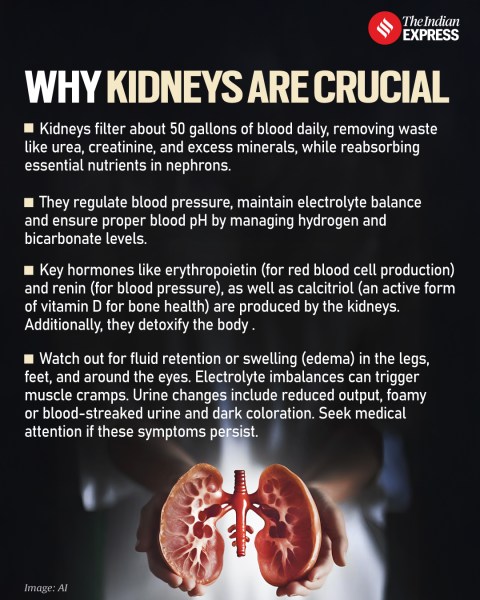 Why kidneys are crucial