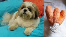 Kolkata vets remove 'Donald Duck' foot stuck in dog's stomach without surgery.