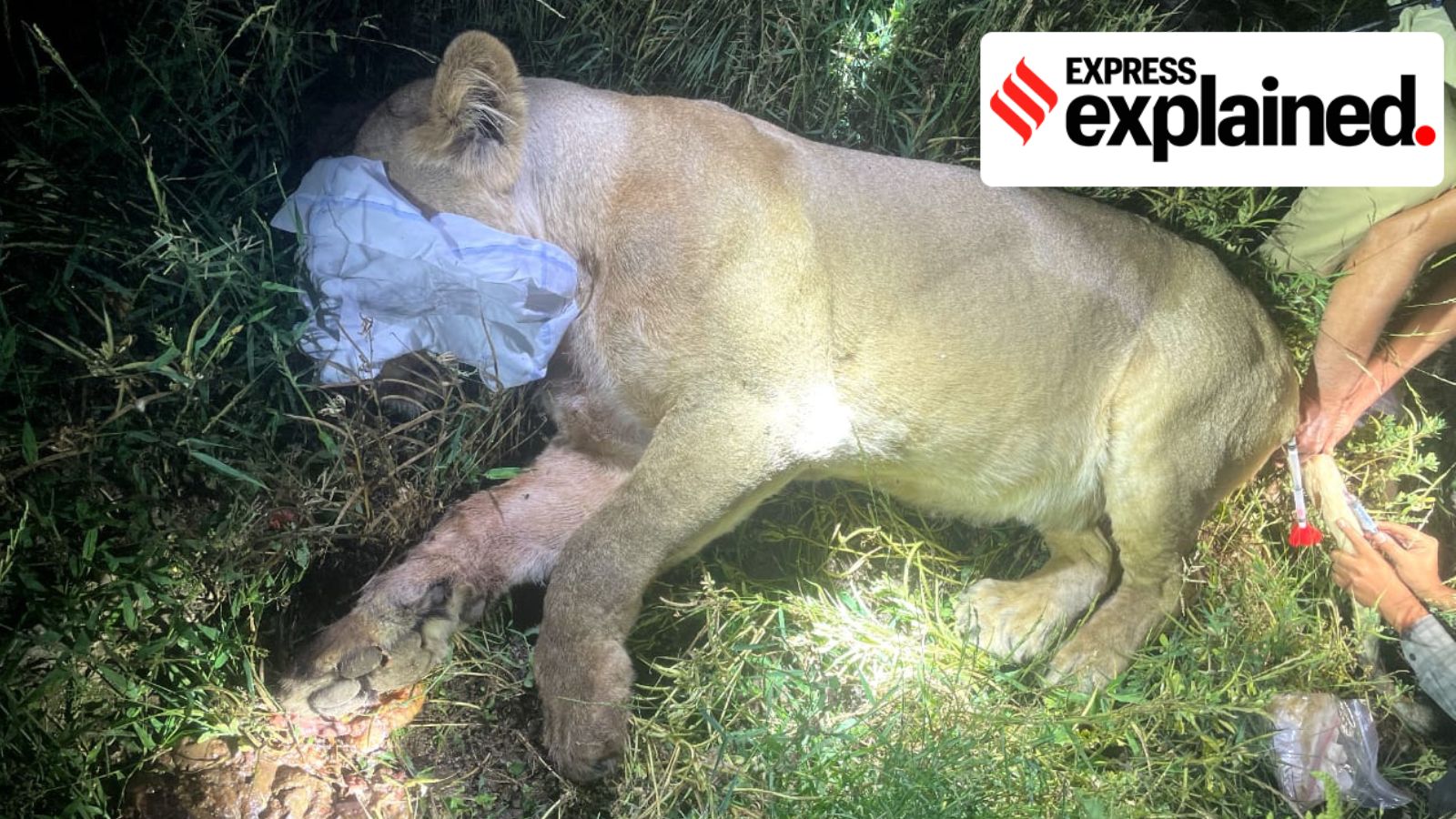 Forest officials from the Shetrunji division witnessed the lioness sitting atop the body and that they had to chase her away with a bulldozer and a tractor to retrieve it from her possession. (Express Photo)