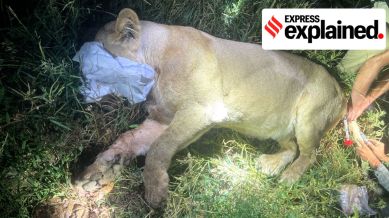 Forest officials from the Shetrunji division witnessed the lioness sitting atop the body and that they had to chase her away with a bulldozer and a tractor to retrieve it from her possession. (Express Photo)