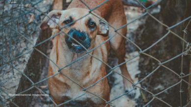 The viral footage of his tragic final moments has sparked conversations about the dangers of rabies and the critical importance of receiving timely vaccinations after animal bites (Representational image/Pexels)
