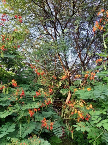 A Miyawaki forest at Kotturpuram in Chennai.