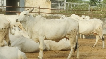 ‘World’s costliest cow’: Booming in Brazil, but dwindling in India