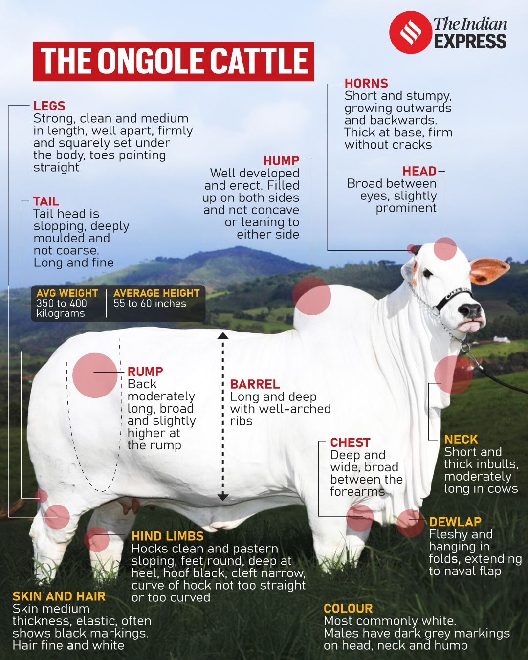 'The world's most expensive cattle': Booming in Brazil, dwindling in India