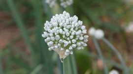 onion