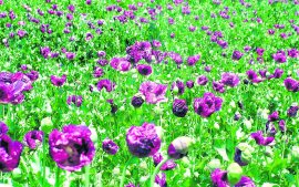 Opiate stocks at the end of 2022 were estimated to have totalled 13,200 tonne, enough to potentially meet demand for Afghan opiates until 2027