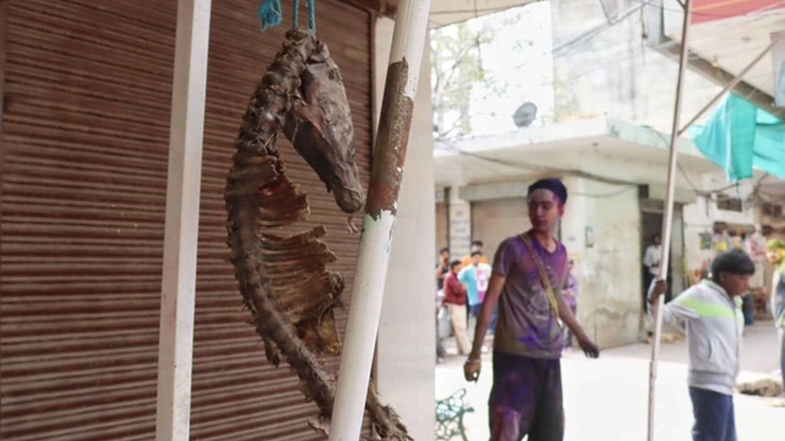 Punjab’s Sohana has a bizarre Holi tradition marked by animal carcasses ...