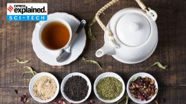 The Northwestern researchers tested the extent of heavy metal adsorption using different types of tea, types of tea bags and brewing methods. (Freepik photo)