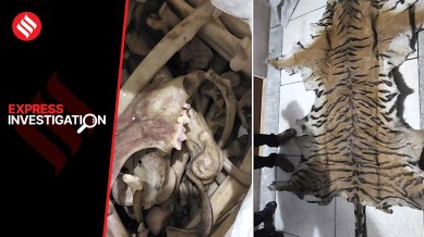 3 yrs, 100 tigers killed & counting: new-age poaching mafia taps tech, digital payments, hawala networks