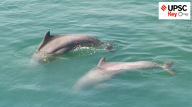 upsc civil services exam, Indian express for upsc, sarkari naukri, government jobs, ias, pcs, ifs, foreign relations, UPSC, upsc 2025, upsc mains 2025, upsc 2025 prelims, UPSC key, Upsc Prelims results, UPSC key terms, upsc news, upsc syllabus, UPSC KEY, Upsc Key terms, IAS current affairs, upsc Key Indian express, The Indian Express current Affairs, Is Indian Express Good for UPSC, upsc today news, upsc newspaper, Indian express today important news for upsc, Indian express monthly current affairs, What should I read in Indian Express for UPSC today, UPSC Answer Key, UPSC Online, IAS, IPS, upsc current affairs news, UPSC KEY News, UPSC Civil services news, UPSC Prelims 2025, UPSC Mains 2025, UPSC Mains 2025, UPSC Mains 2025, UPSC Prelims 2025, UPSC General Studies 1, UPSC General Studies II, UPSC General Studies III, UPSC General Studies IV, upsc, upsc mains 2025, UPSC mains answer writing, upsc GS paper 1, upsc mains GS paper 1, upsc geography, upsc history, gs paper 1, upsc, upsc mains 2025, UPSC mains answer writing, upsc gs paper 4, upsc mains gs paper 4, upsc ethics, gs paper 4, sarkari naukri, government jobs, Current events of national and international importance, History of India and Indian National Movement, Indian Heritage and Culture, History and Geography of the World and Society, Governance, Constitution, Polity, Social Justice and International relations, Technology, Economic Development, Bio diversity, Environment, Security and Disaster Management Ethics, Integrity and Aptitude, Indian Express UPSC Key, Upsc Indian Express, sarkari naukri, upsc CSE, SLBC Tunnel in Telangana, reciprocal tariffs, Donald Trump, US President Donald Trump, India and the United States, Article 14 of the Constitution, Anwar Ali Sarkar, delimitation, Tamil Nadu, Southern States concerns regarding delimitation, TN Opposes delimitation, 1971 census, semi-cryogenic engine, Power Head Test Article, ISRO, Quantum Technology, NITI Aayog, Cairo Declaration, Trump’s Gaza plan, Starlink, Gangetic and Indus dolphins, comprehensive population estimation of riverine dolphins, Project Dolphin