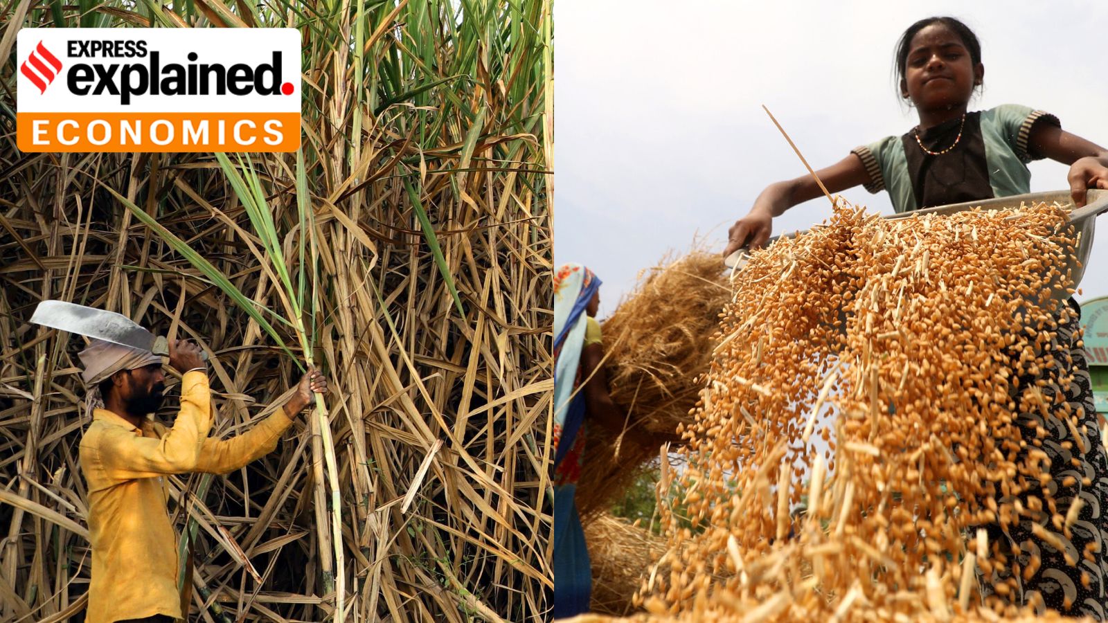 (Left) Sugarcane workers cutting cane in Purandar, Maharashtra; a farmer's family helps harvest the wheat crop in Sidhauli, UP.
