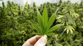hydroponic weed, hydroponic weed peddling, weed peddling, Thailand hydroponic weed smuggling, weed smuggling, drugs smuggling, Indian express news, current affairs