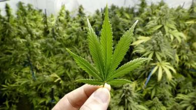 hydroponic weed, hydroponic weed peddling, weed peddling, Thailand hydroponic weed smuggling, weed smuggling, drugs smuggling, Indian express news, current affairs