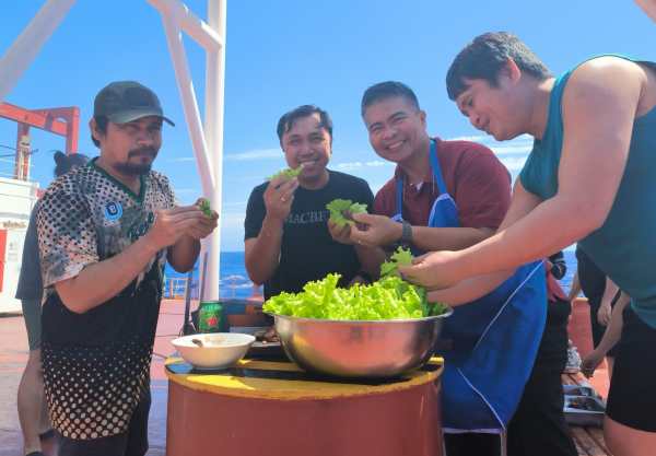 The most common vegetables grown are lettuce, bok choy, parsley, kale, cherry tomatoes and chillies. 