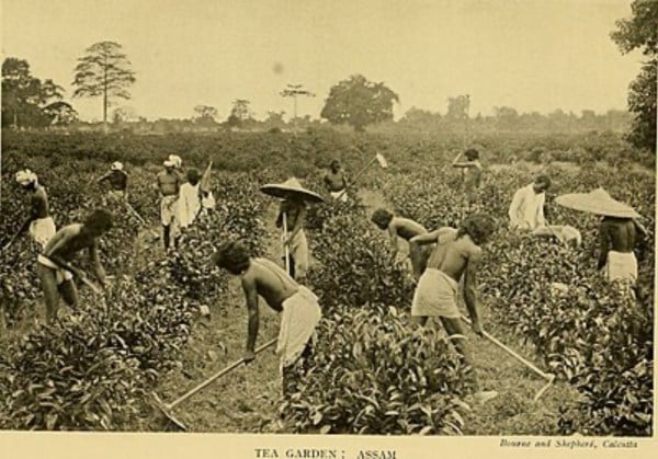 Newly immigrated indentured workers in Assam's tea gardens (Year 1907, source: Wikipedia)